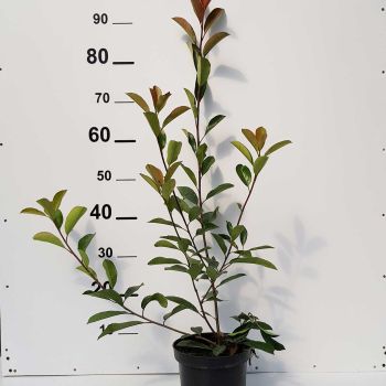 Photinia serrulata 'Red Robin' - C4 L - 30/50 cm