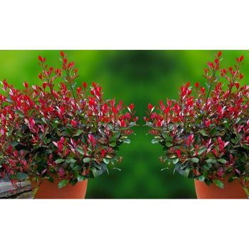 Photinia X fraseri 'Little Red Robin' - C4L - 40/60 cm