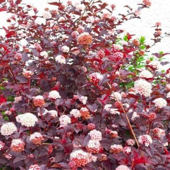 Physocarpus opulfolius 'Lady in Red' - C3L - 30/40 cm