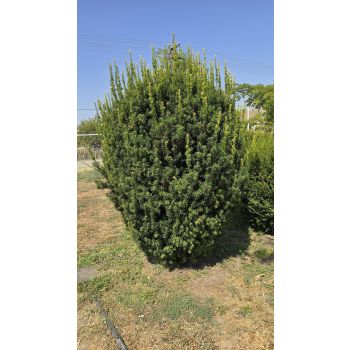 Taxus X media 'Hicksii' - P 15