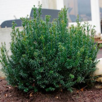 Taxus baccata 'Anna' - C2L - 20/30 cm