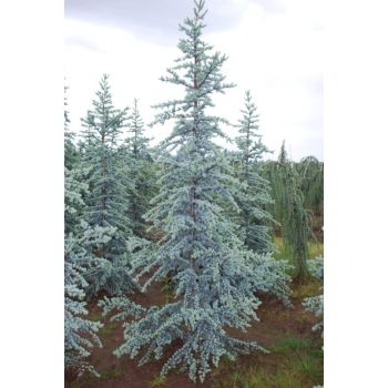 Cedrus atlantica 'Glauca' - C2L - 60/80 cm