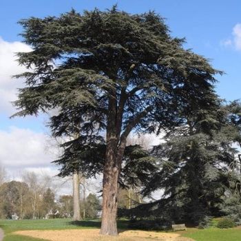 Cedrus libani 'Atlantica' - P15 - 60/80 cm