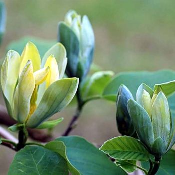 Magnolia 'Blue Opal' - C7.5 L - 100+ cm