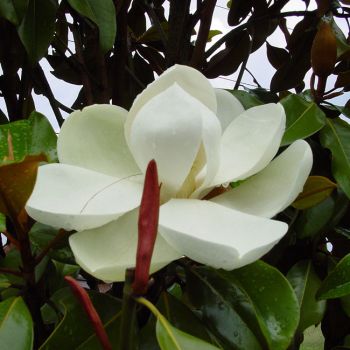 Magnolia Grandiflora 'Goliath' - C45 L - 175/200 cm