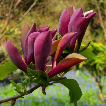 Magnolia brookl. 'Black Beauty' - C7.5 L - +100 cm