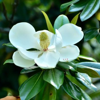 Magnolia grandiflora 'Gallisoniensis' - C5 L - 60/80 cm
