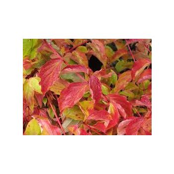 Cornus sanguinea 'Anny's Winter Orange' - C5L - 60/80 cm