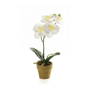 Orhideja Mini Krem U Papirnoj Saksiji 6 cm- 25 cm