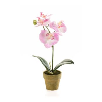 Orhideja Mini Roze U Papirnoj Saksiji 6 cm- 25 cm