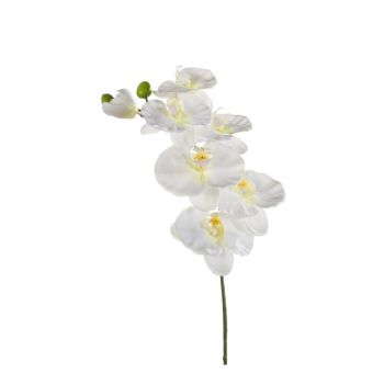 Orhideja Grana Bela - 80 cm