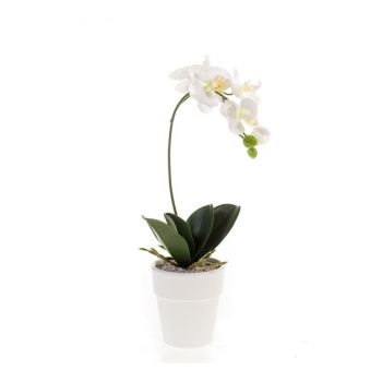 Orhideja Žbunasta Bela U Beloj Saksiji 10 cm- 40 cm