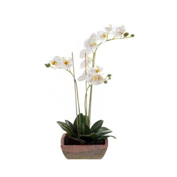 Orhideja Bela U Četvrtastoj Saksiji 20 cm- 50 cm