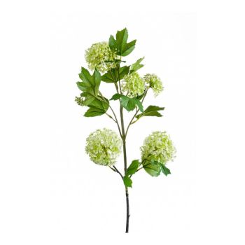 Viburnum Zelena - 75 cm