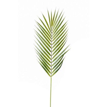 Palma Grana Zelena - 75 cm