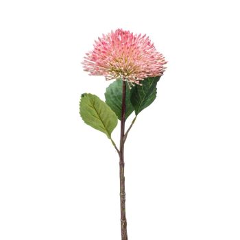 Sedum Grana Roze - 43 cm