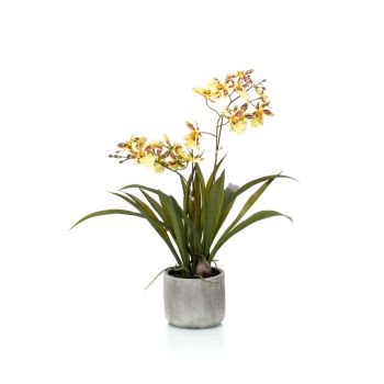 Oncidium Žuta Braon U Keramičkoj Saksiji - 3 Grane - 45 cm