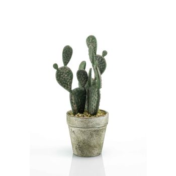 Kaktus U Saksiji - 20 cm