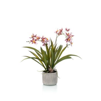 Oncidium Bordo U Keramičkoj Saksiji - 3 Grane - 45 cm