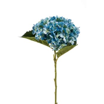 Hortenzija Plava - 52 cm