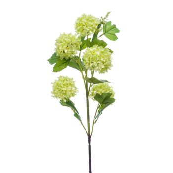 Viburnum Zelena - 5 Grana - 75 cm