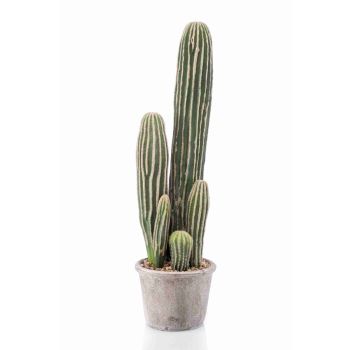 Kaktus San Pedro U Sivoj Saksiji - 57 cm