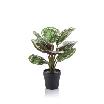 Calathea Žbun Zelena U Plastičnoj Saksiji 11 cm - 8 Grana - 30 cm