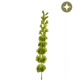 Molucela - 1 grana - 80 cm