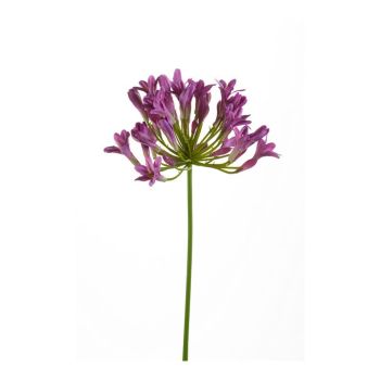 Agapantus - Grana Roze - 75 cm