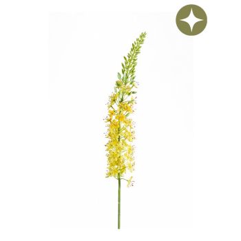Eremurus - Grana Žuta - 105 cm