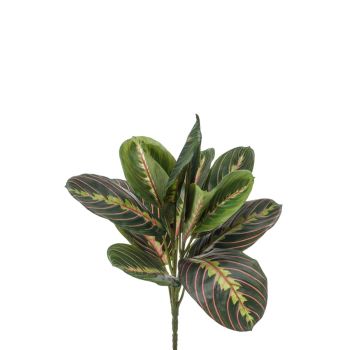 Maranta - žbun - 30 cm