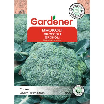 Brokoli Corvet - Brassica oleracea 