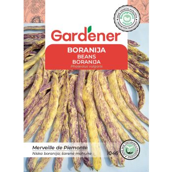 Boranija merveille - Phaseolus vulgaris