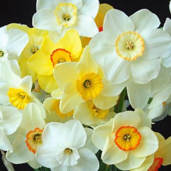 Narcis - Narcissus Large Cupped - mix