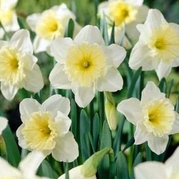 Narcis - Narcissus 'Ice Follies'