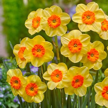 Narcis - Narcissus 'Kedron'