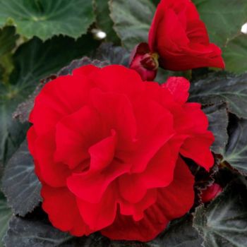 Begonia - Double dark red - pakovanje 3 lukovice