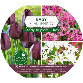 Easy gardening - crna / pink - pakovanje 19 lukovica