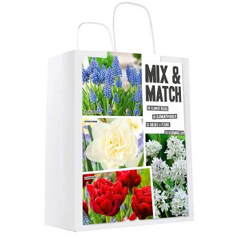 Mix & match - plava / crvena - pakovanje 50 lukovica