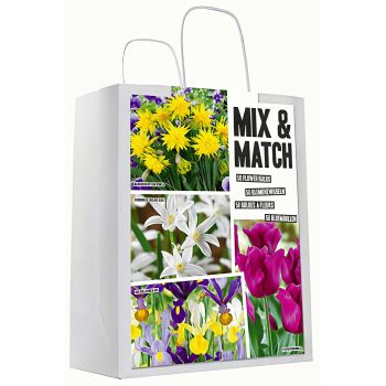 Mix & match - žuta / ljubičasta - pakovanje 50 lukovica