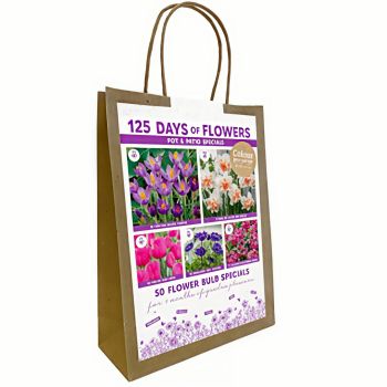 125 dana cvetanja - Mix za balkone - ljubičasta / pink - pakovanje 50 lukovica