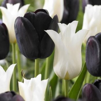 Lala eyecatcher - Tulipa crno / beli mix - pakovanje 8 lukovica