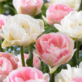 Lala eyecatcher - Tulipa Angelique / mount tacoma - pakovanje 8 lukovica