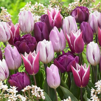 Lala eyecatcher - Tulipa Medley in purple - pakovanje 8 lukovica