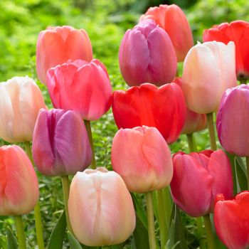 Lala eyecatcher - Tulipa Pride mix - pakovanje 8 lukovica