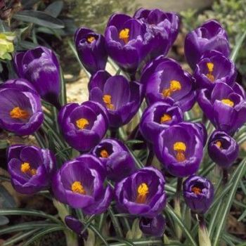 Krokus krupnocvetni - Crocus Flower record - pakovanje 12 lukovica