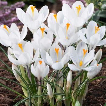 Krokus krupnocvetni - Crocus Jeanne D'arc - pakovanje 12 lukovica