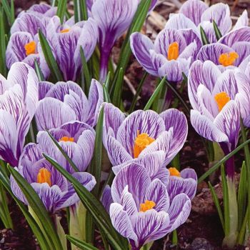 Krokus krupnocvetni - Crocus pickwick - pakovanje 12 lukovica