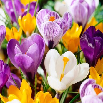 Krokus krupnocvetni - Crocus big flowering mixed - pakovanje 12 lukovica