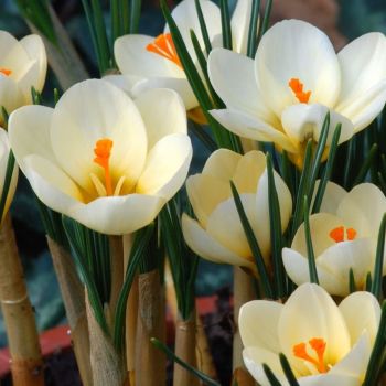 Krokus - Crocus Cream beauty - pakovanje 25 lukovica